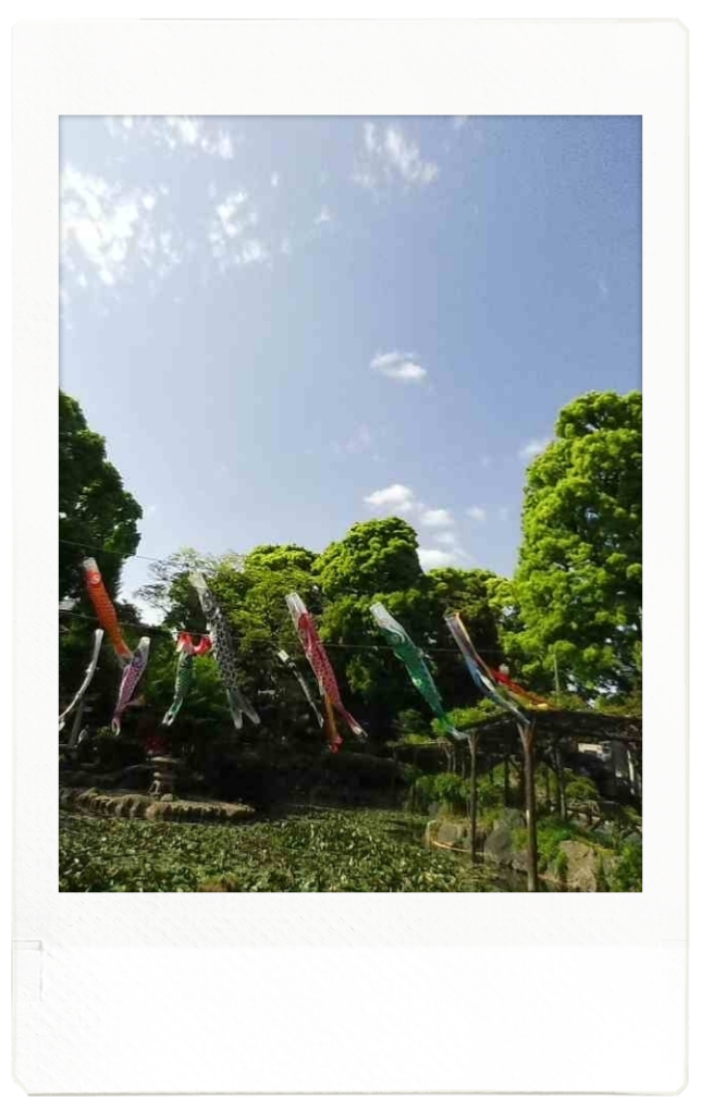 須藤公園で撮れる鯉のぼり２