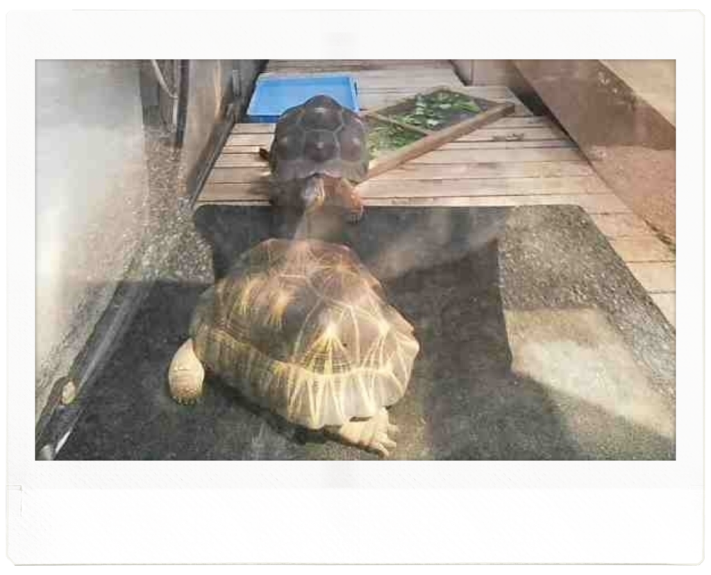 東京北葛西の自然動物園で撮影したホウシャガメ