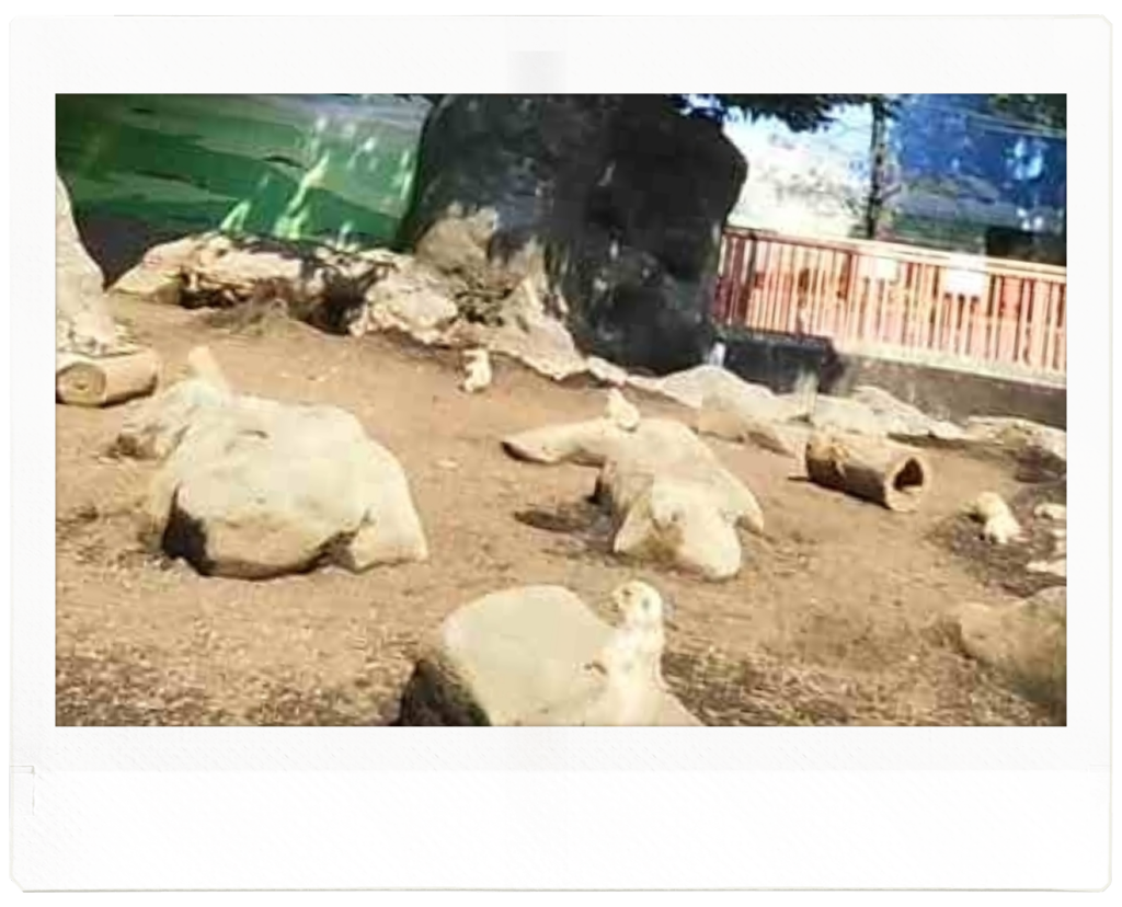 東京北葛西の自然動物園で撮影したオグロプレーリードッグ