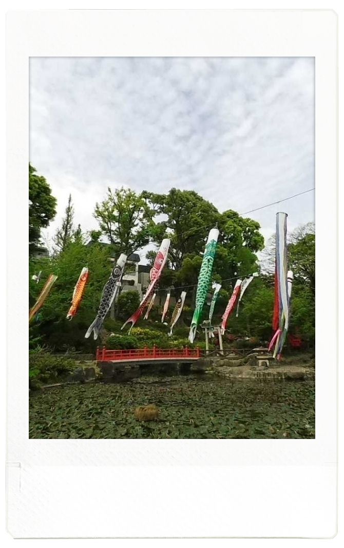 須藤公園で撮れる鯉のぼり１