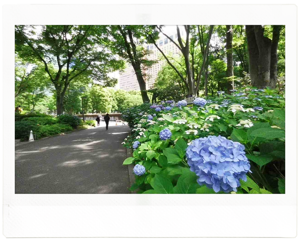 新宿中央公園は、とても広い公園です。あじさいロードは、ファンモアタイム広場にある噴水の裏側にあります。大きく、くねくねとした道の両側に、紫色や水色のあじさいが咲いています。距離は、30mくらいに感じました。