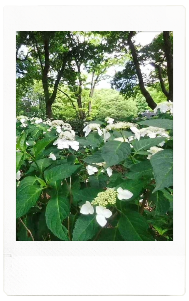ガクアジサイは、紫色の小さな花の周りで白い花が咲くものや、黄緑色の小さな花の周りで白い花が咲くものがありました。