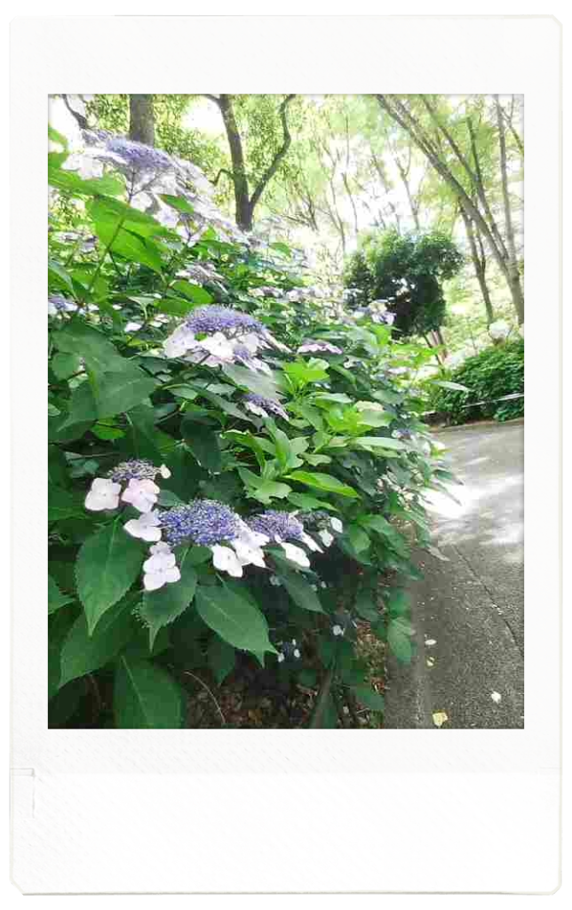 公園内には、色々な種類のあじさいが咲いているようです。この写真のように、真ん中に、たくさんの小さい花が咲くのは、ガクアジサイという種類のようです。