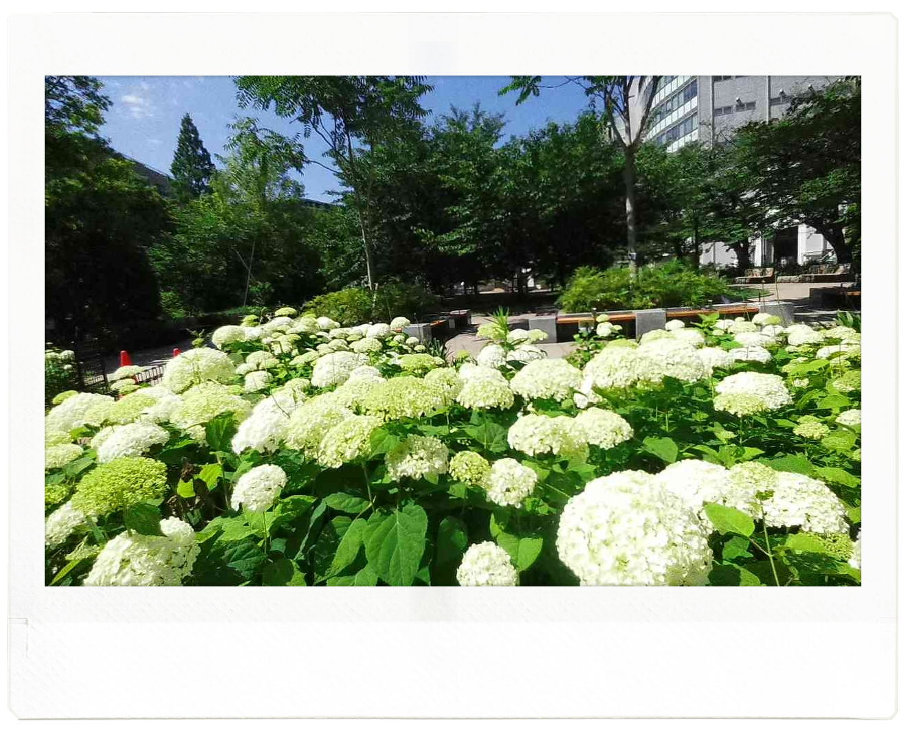 東京の築地川公園内にあるアジサイの小道を撮影した写真