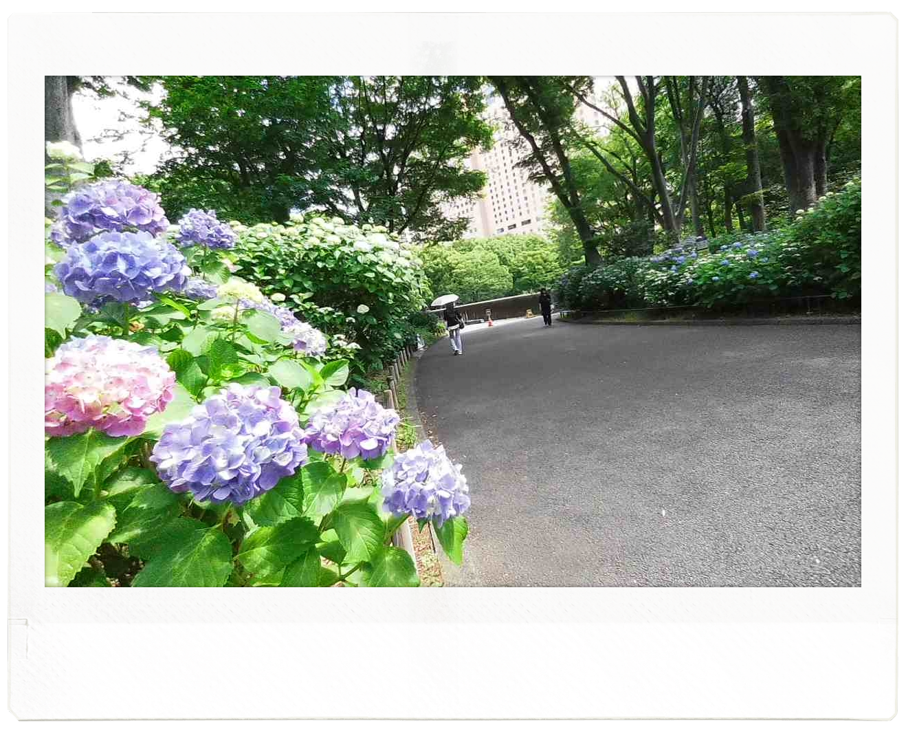 この記事では、東京のあじさいロード(新宿中央公園内)で撮影したあじさいの写真をご紹介します。