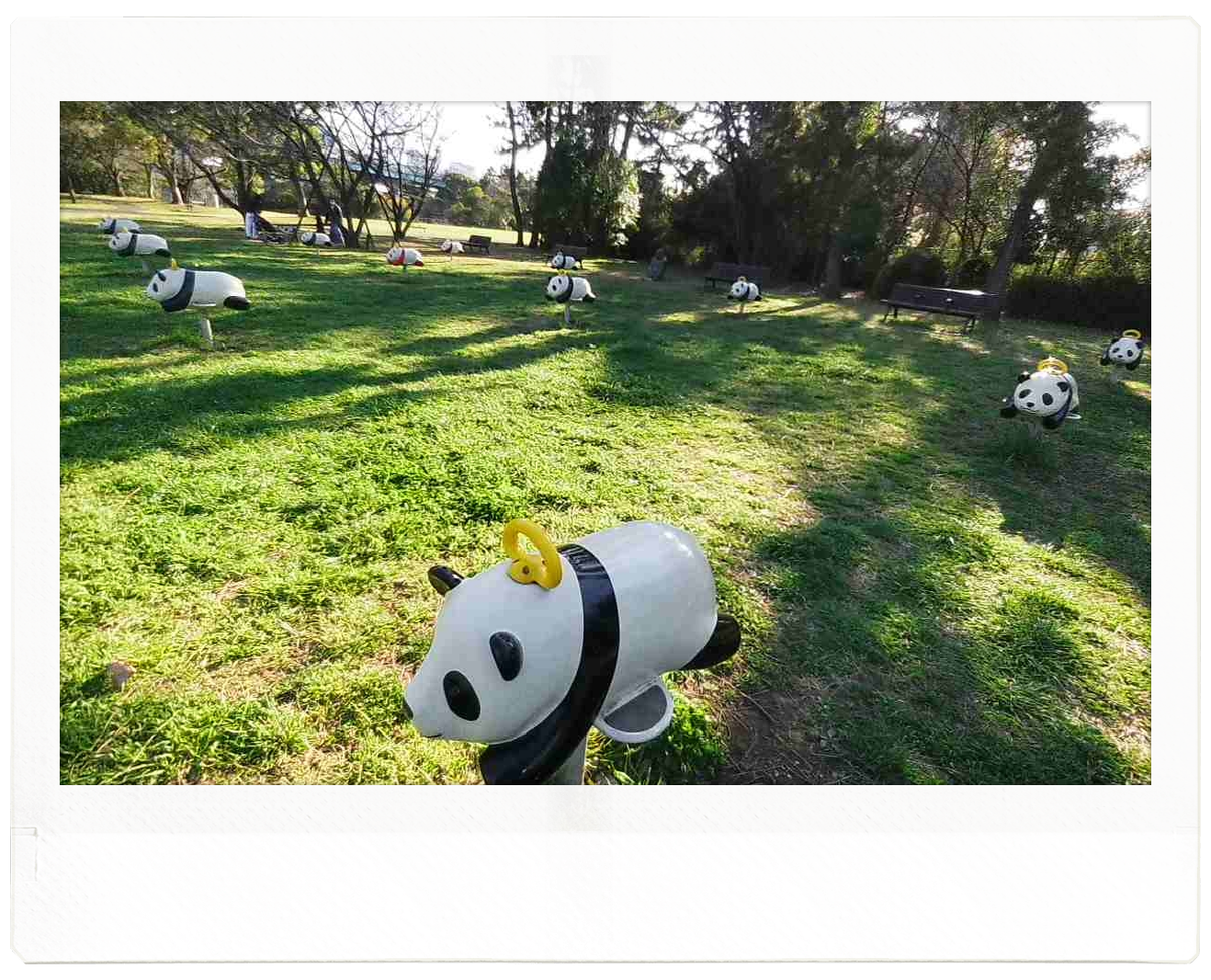東京の辰巳の森緑道公園で撮れるパンダを紹介しています。本物のパンダではなく、パンダの姿、形にデザインされた遊具が縦横を揃えて、幾つも並んでいます。この遊具は自転車などのように、またがって乗り、前後で動くもので、スプリング遊具と言うそうです。その他の遊具もあり、どれもパンダがデザインされていて、一面がパンダだらけです。