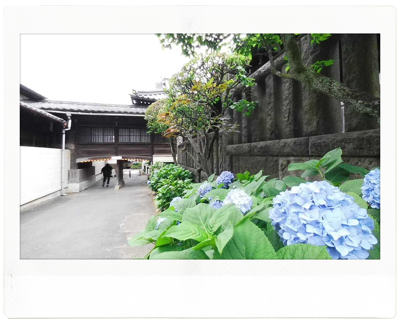 この記事では、東京文京区にある白山神社で撮影したアジサイの写真をご紹介します。 白山神社は、至るところにアジサイが咲いています。 この写真では、道沿いに水色のアジサイが咲いています。写真奥にある木造の神社と相まって、落ち着いた和風の雰囲気が漂っています。