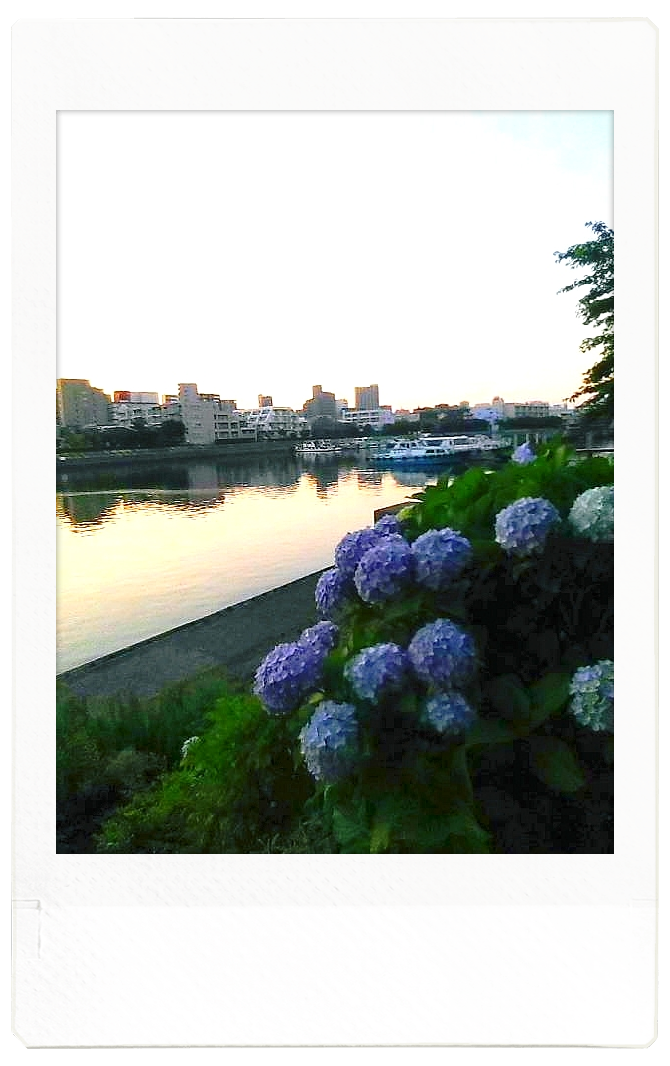 この記事では、東京のしながわ花街道で撮影したあじさいの写真をご紹介します。 この写真では、夕陽に染まる川の直ぐそばで、薄紫色のあじさいと青々とした葉が写っています。