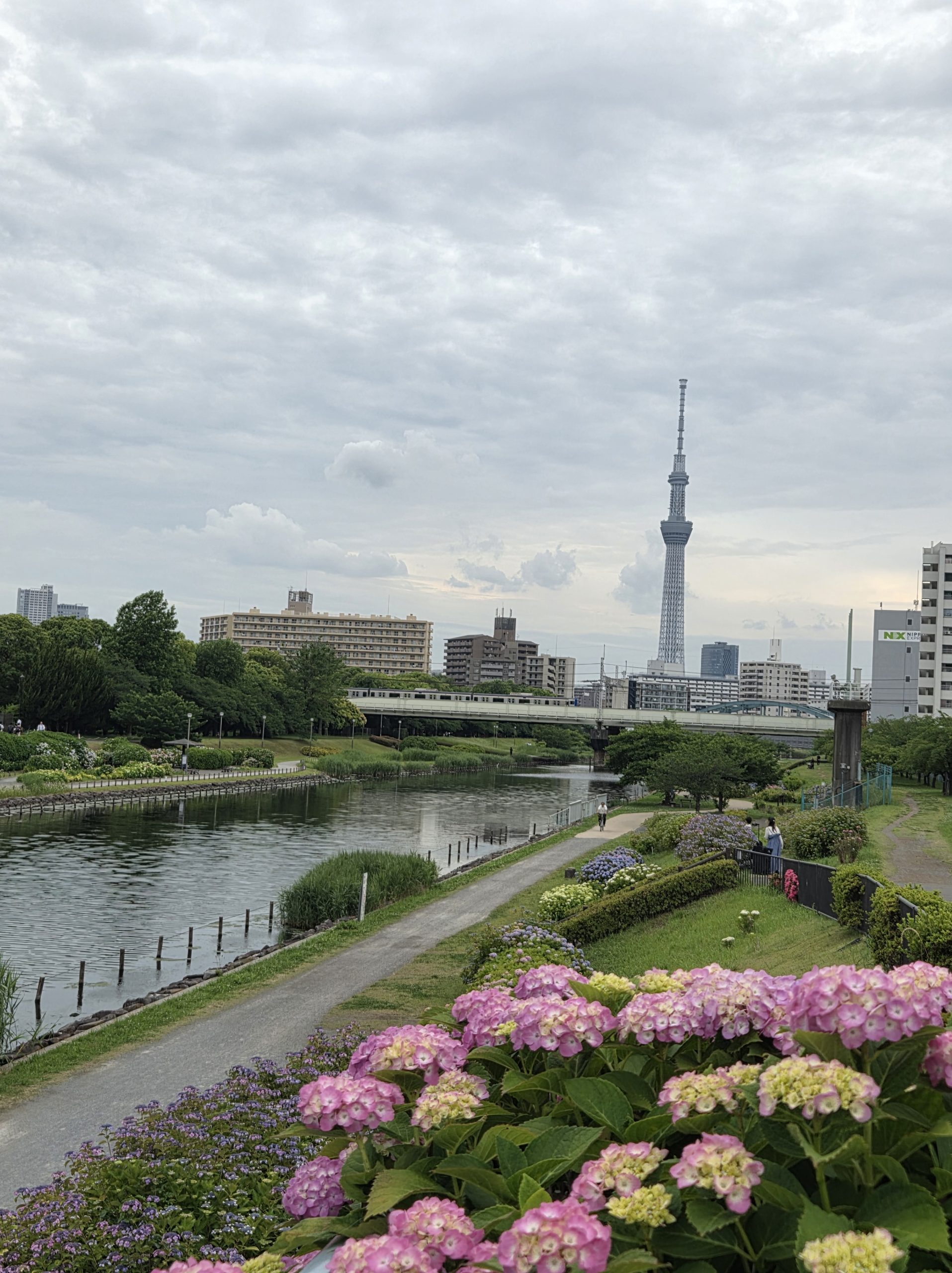 東京スカイツリーを旧中川あじさい広場で撮影した写真をご紹介。