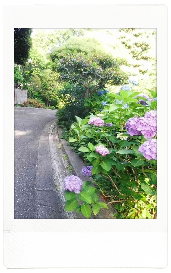 この記事では、東京の池田山公園で撮影したあじさいの写真をご紹介します。