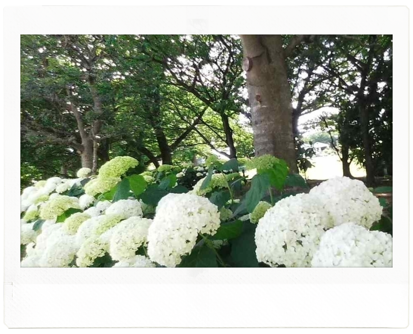 この記事では、しながわ中央公園で撮影したあじさいの写真をご紹介します。 この写真は、公園の入り口で撮影しました。草木の緑、あじさいの黄緑や白が清々しいです。